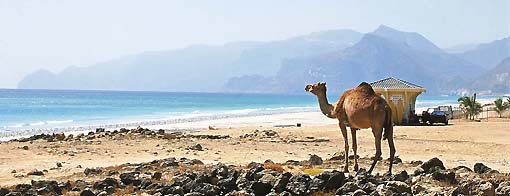 Kamel am Strand von Mughsayl in Südoman