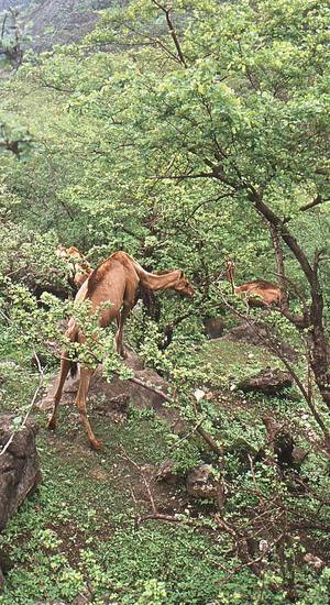 Kamele weiden am Djebel Samhan kurz nach dem Monsun