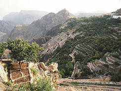 die Terrassenfelder des Djebel Akhdar