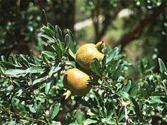 Granatäpfel auf dem Djebel Akhdar